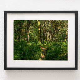 Hike in the Ferns, Mt Hood Oregon Nature Photography