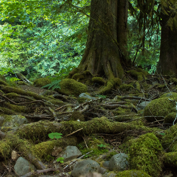 Mossy Forest and Roots Mt Hood Oregon Nature Photography