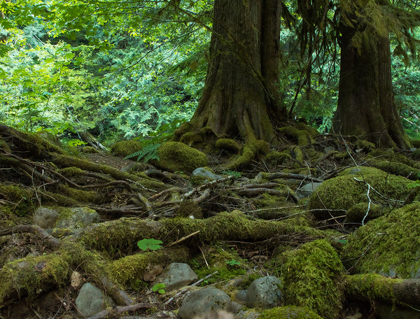 Mossy Forest and Roots Mt Hood Oregon Nature Photography