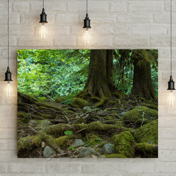 Mossy Forest and Roots Mt Hood Oregon Nature Photography