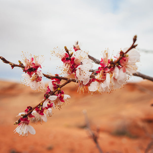 Cherry Blossom Photo Print Lake Powell Nature Photography