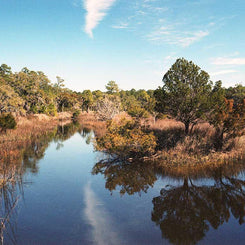 Peaceful Swamp, Georgia Lost Kat Photography