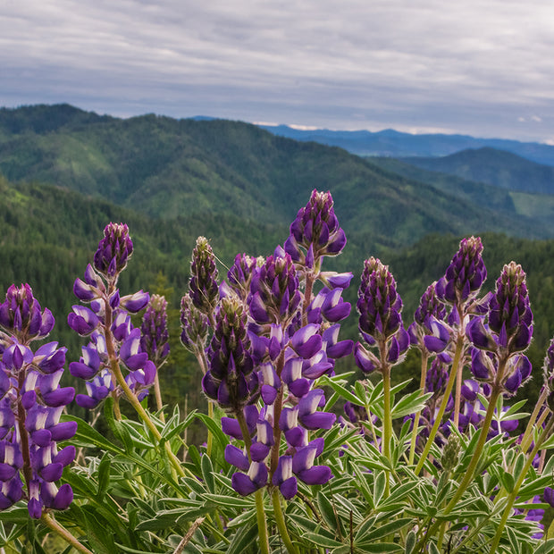 Purple Lupine Wildflowers on a Mountain Pass Idaho Nature
