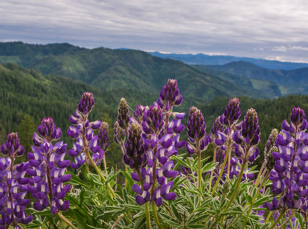 Purple Lupine Wildflowers on a Mountain Pass Idaho Nature