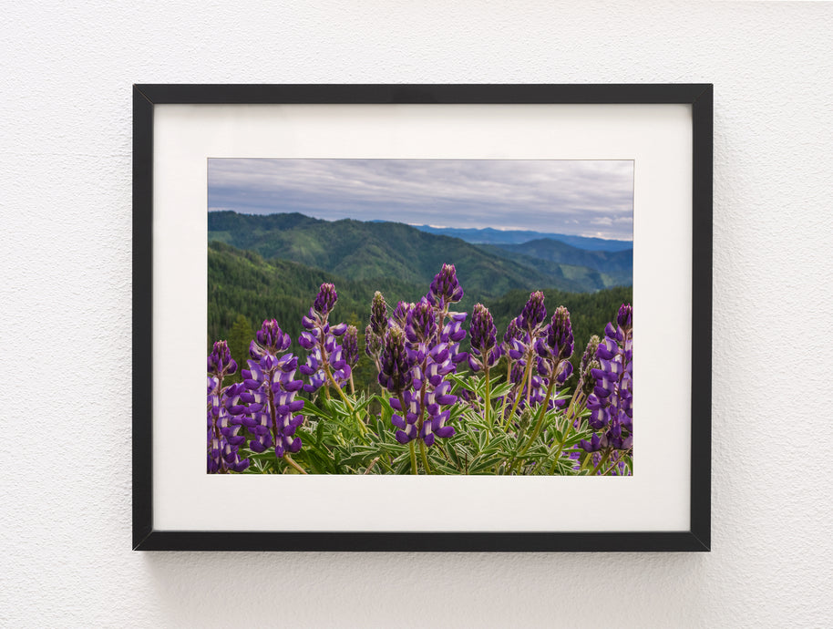 Purple Lupine Wildflowers on a Mountain Pass Idaho Nature