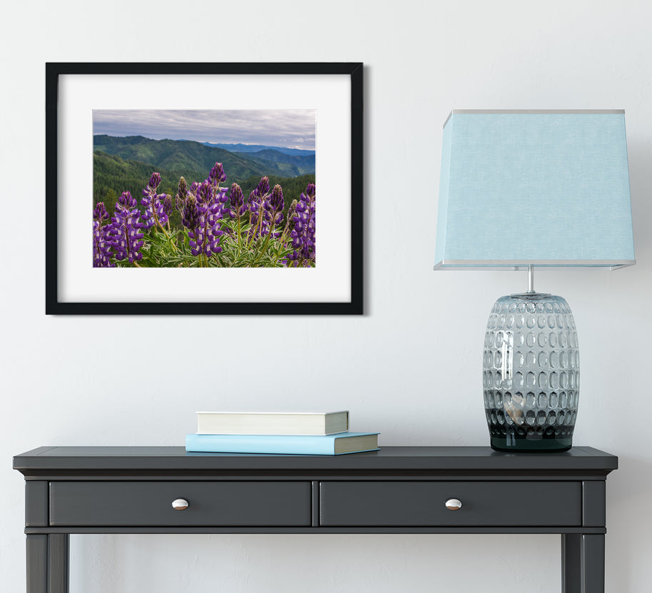 Purple Lupine Wildflowers on a Mountain Pass Idaho Nature