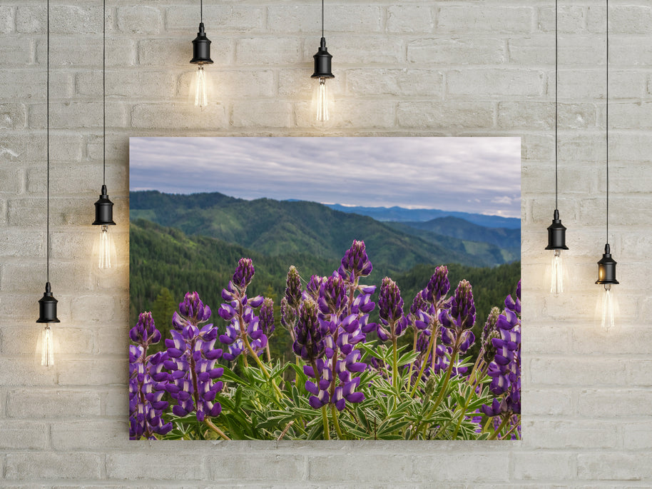 Purple Lupine Wildflowers on a Mountain Pass Idaho Nature