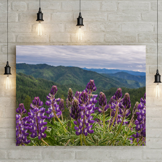 Purple Lupine Wildflowers on a Mountain Pass Idaho Nature