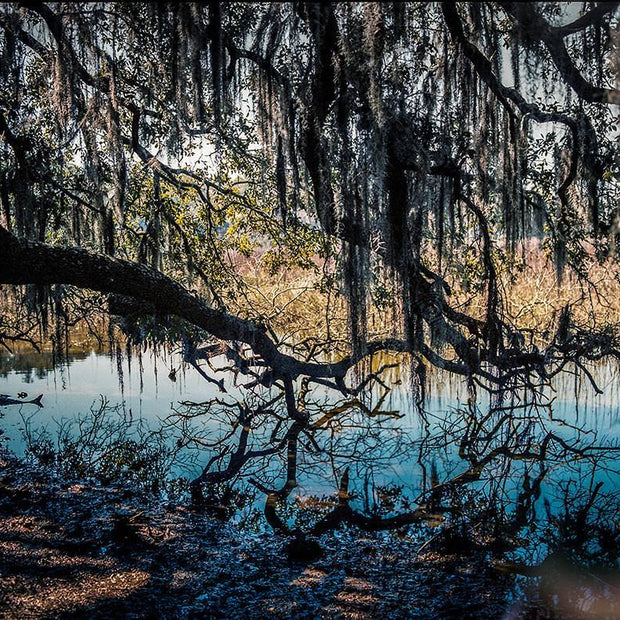 The Hanging Garden Nature Photography Art Print