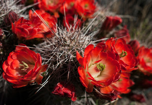Fire Red Cactus Bloom Photo Print - Photography