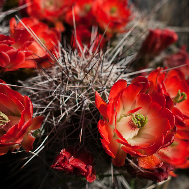 Fire Red Cactus Bloom Photo Print - Photography