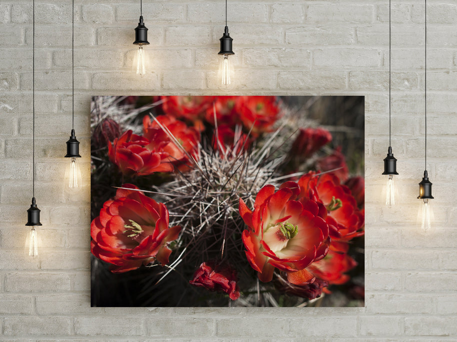 Fire Red Cactus Bloom Photo Print - Photography