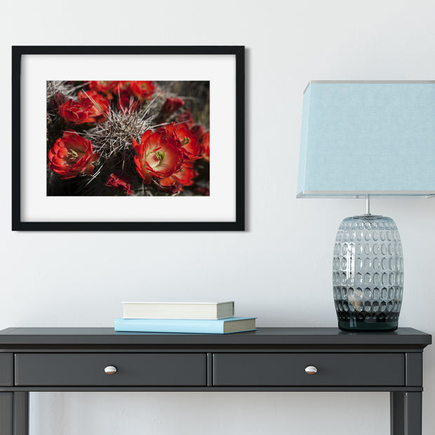 Fire Red Cactus Bloom Photo Print - Photography