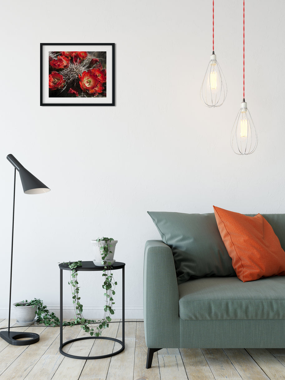 Fire Red Cactus Bloom Photo Print - Photography