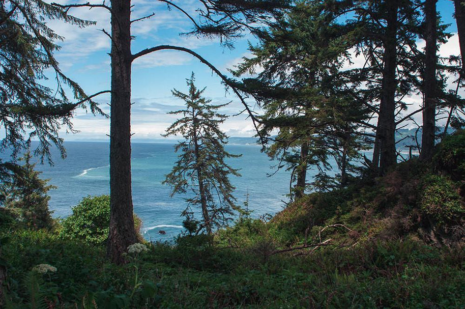 Redwood Coast Northern California View Wall Art Print -