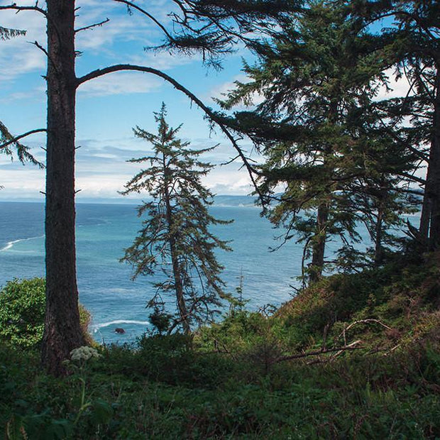 Redwood Coast Northern California View Wall Art Print -