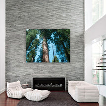 Redwood Trees, Northern California Fine Art Print Lost Kat Photography