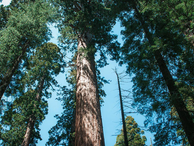 Redwood Trees, Northern California Fine Art Print Lost Kat Photography
