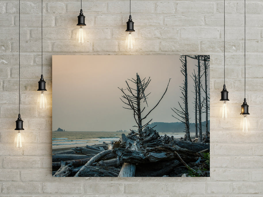 Rialto Beach Tree at Sunset Olympic Peninsula Art Print -