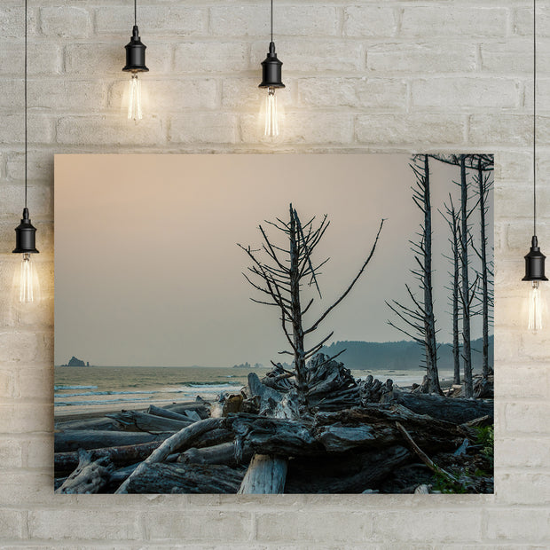 Rialto Beach Tree at Sunset Olympic Peninsula Art Print -