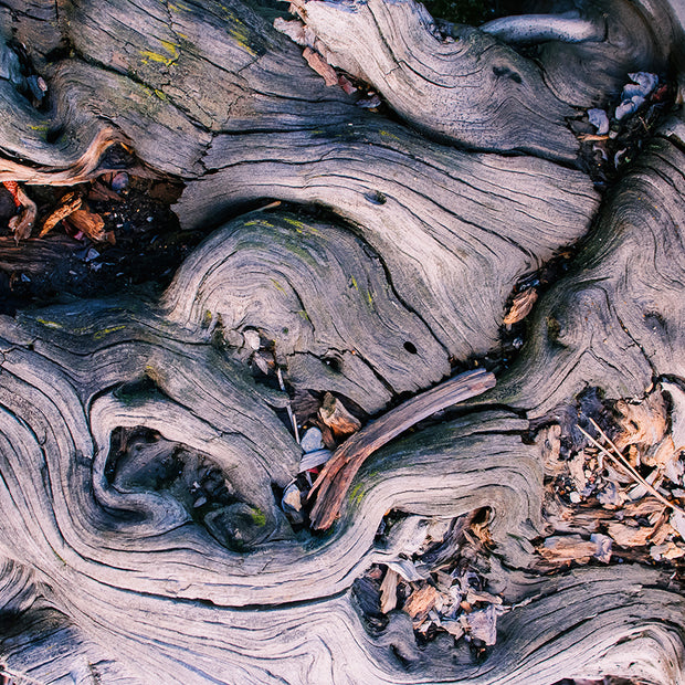 Marbled Roots Rialto Beach Olympic Peninsula Photography