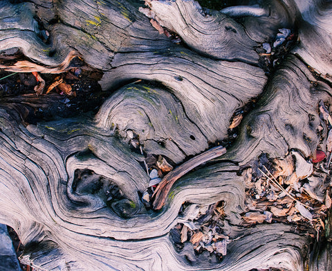 Marbled Roots Rialto Beach Olympic Peninsula Photography