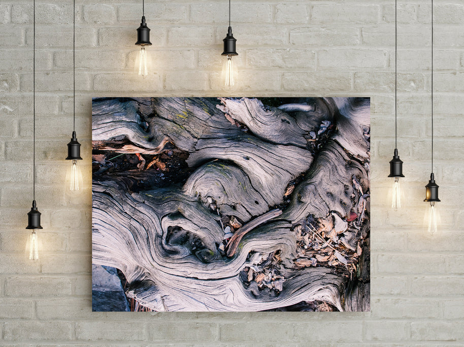 Marbled Roots Rialto Beach Olympic Peninsula Photography