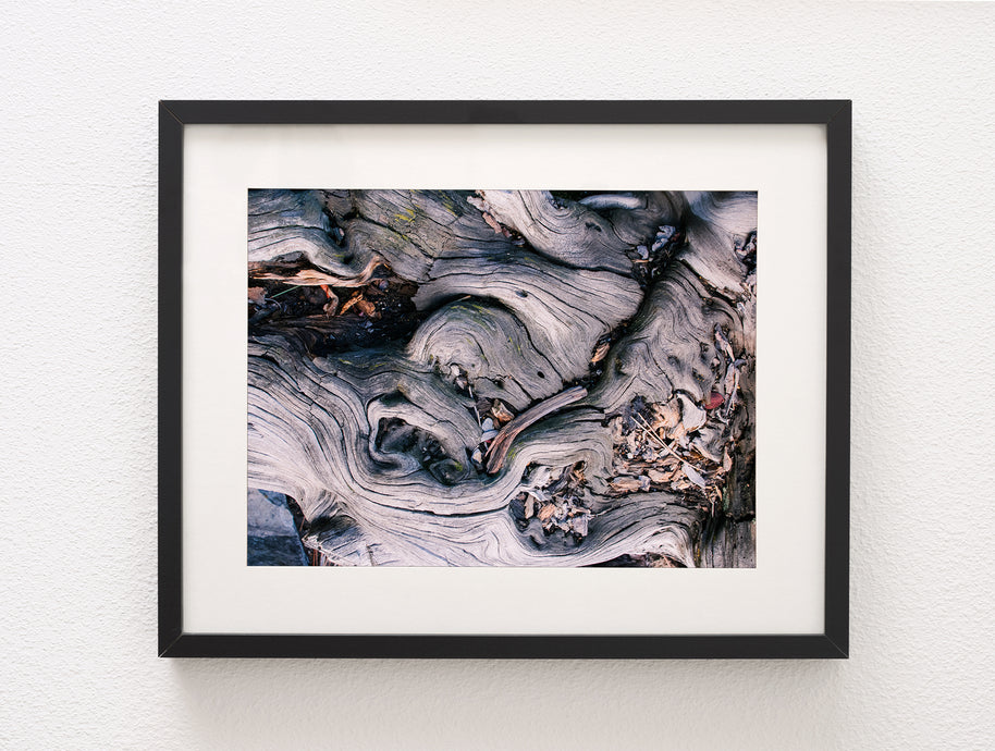 Marbled Roots Rialto Beach Olympic Peninsula Photography