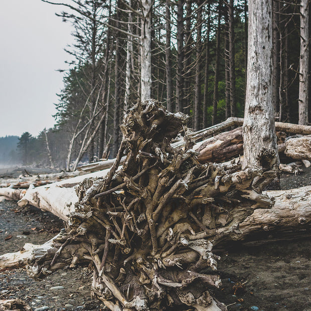 Redwood Roots on Rialto Beach Pacific Northwest Wall Art