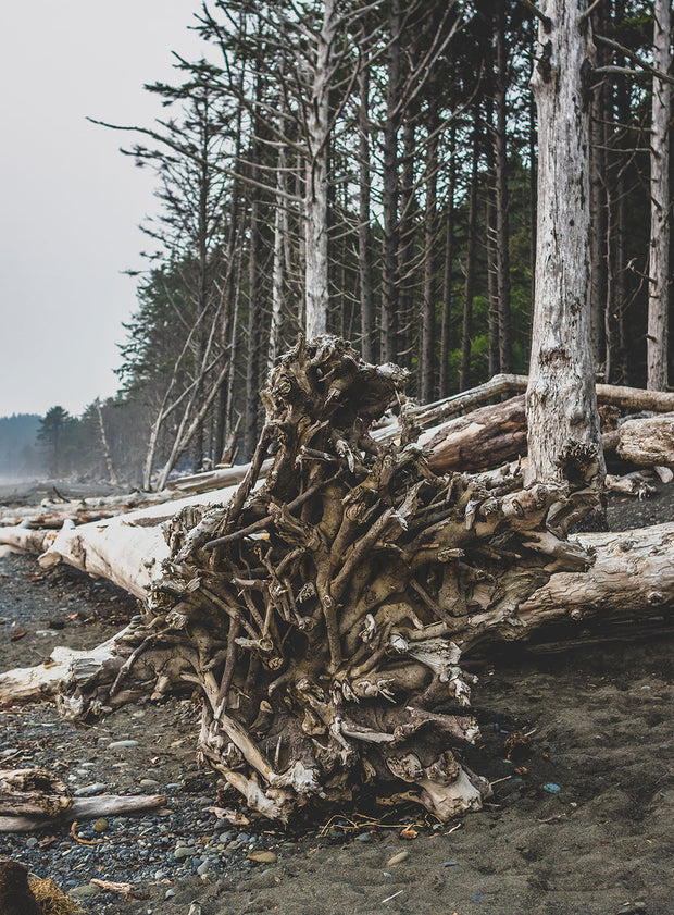 Redwood Roots on Rialto Beach Pacific Northwest Wall Art