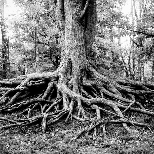 Roots of Life Black and White Modern Wall Art Print -