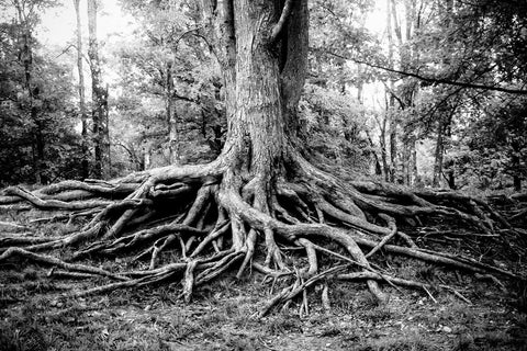 Roots of Life Black and White Modern Wall Art Print -