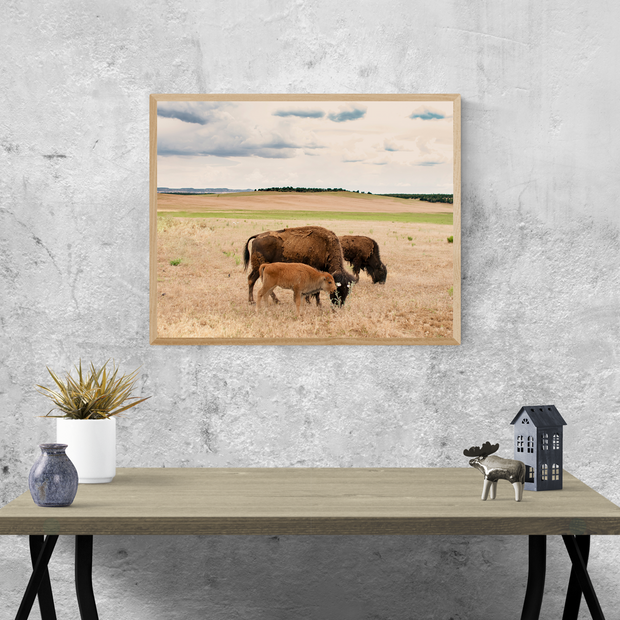 Bison Photo Print Family on the Plains Wildlife Photography