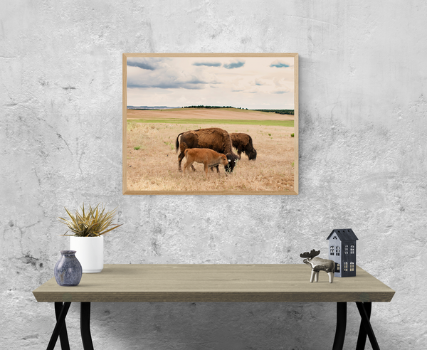 Bison Photo Print Family on the Plains Wildlife Photography