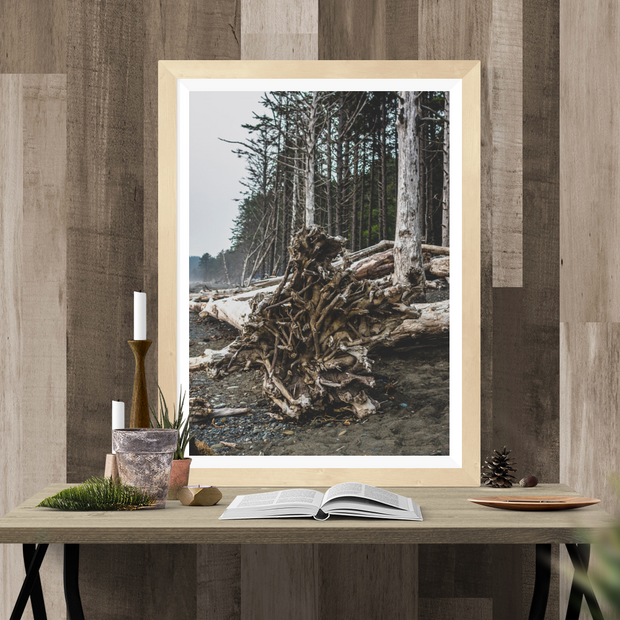 Redwood Roots on Rialto Beach Pacific Northwest Wall Art