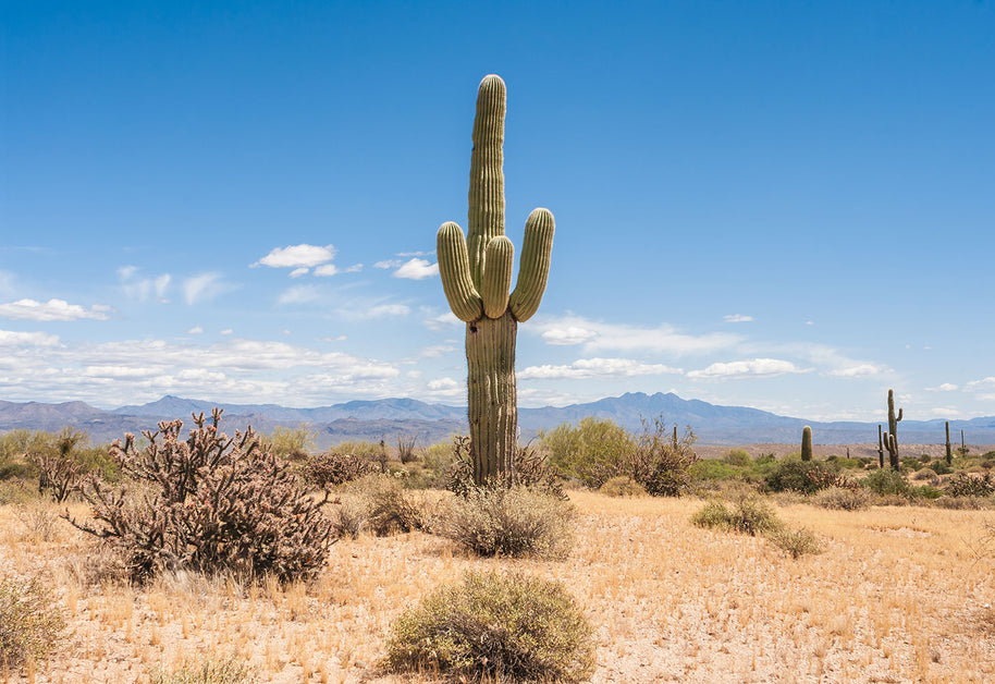 Lone Saguaro Southwest Wall Art Cactus Photo Print Arizona -