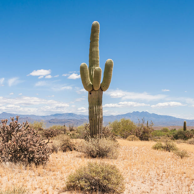 Lone Saguaro Southwest Wall Art Cactus Photo Print Arizona -