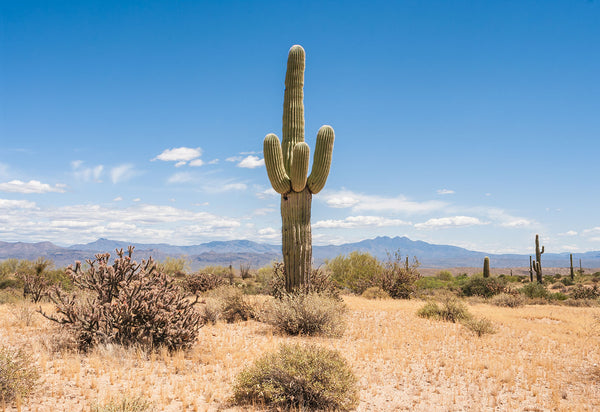 Lone Saguaro Southwest Wall Art Cactus Photo Print Arizona -