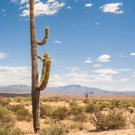 Saguaro Cactus Photo Print Arizona Photography