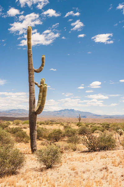 Saguaro Cactus Photo Print Arizona Photography