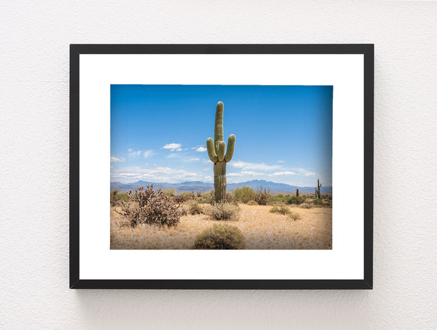 Lone Saguaro Southwest Wall Art Cactus Photo Print Arizona -