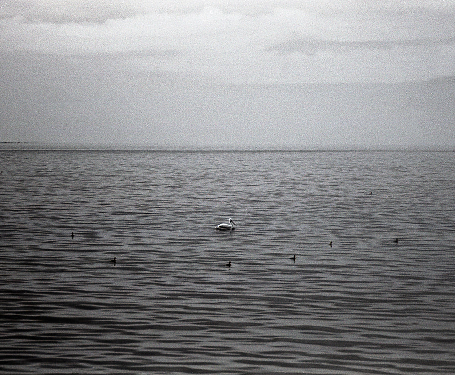 Salton Sea Birds Minimalist Black and White Print -