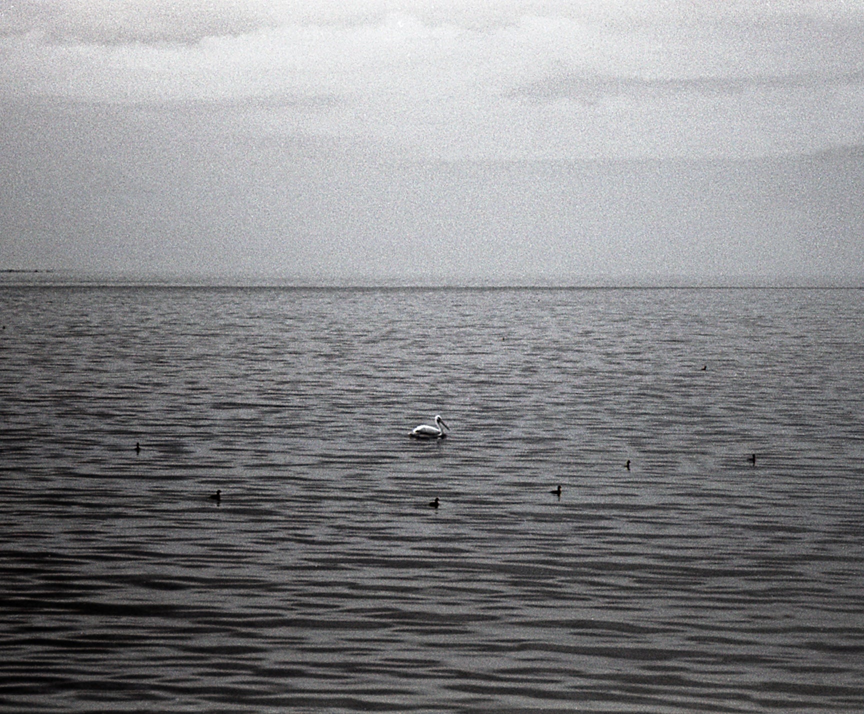 Salton Sea Birds Minimalist Black and White Print -