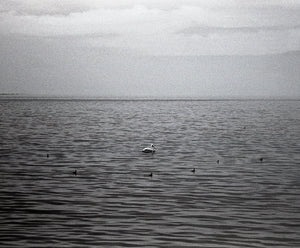 Salton Sea Birds Minimalist Black and White Print -