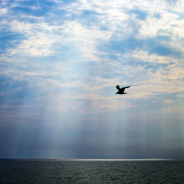 Seagull After the Storm - Photography