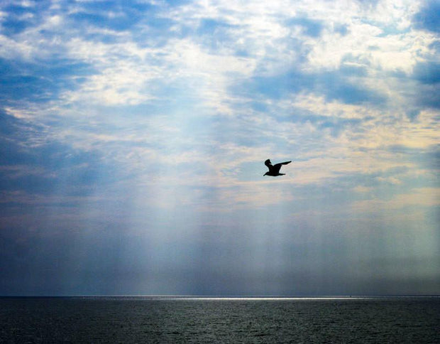 Seagull After the Storm - Photography
