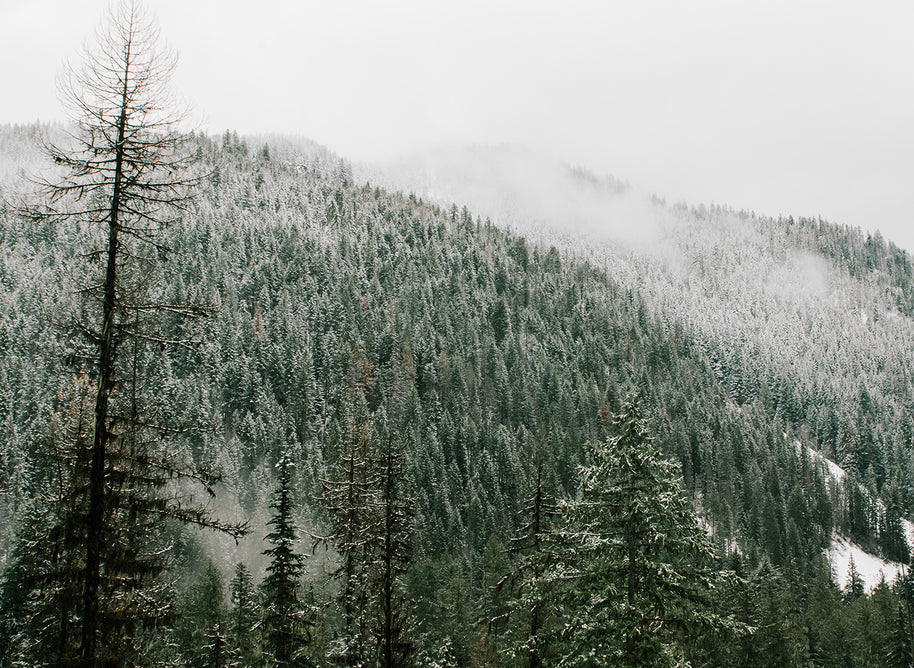 Snow Capped Wilderness Washington State - Photography
