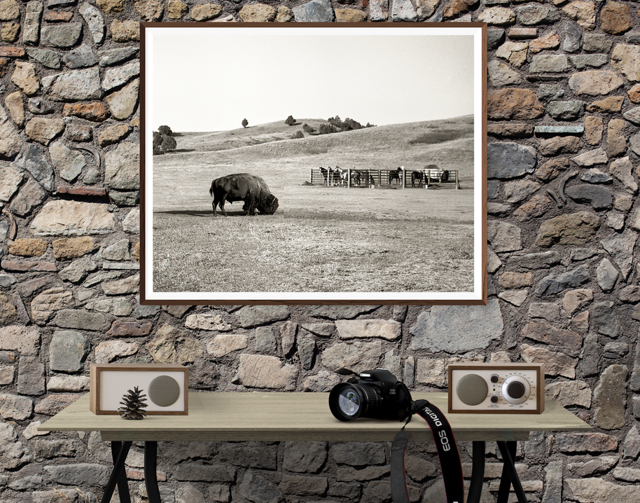 American Bison and Horses South Dakota Badlands Black White