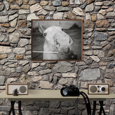 Baby Stallion Black and White Modern Art Print - Photography
