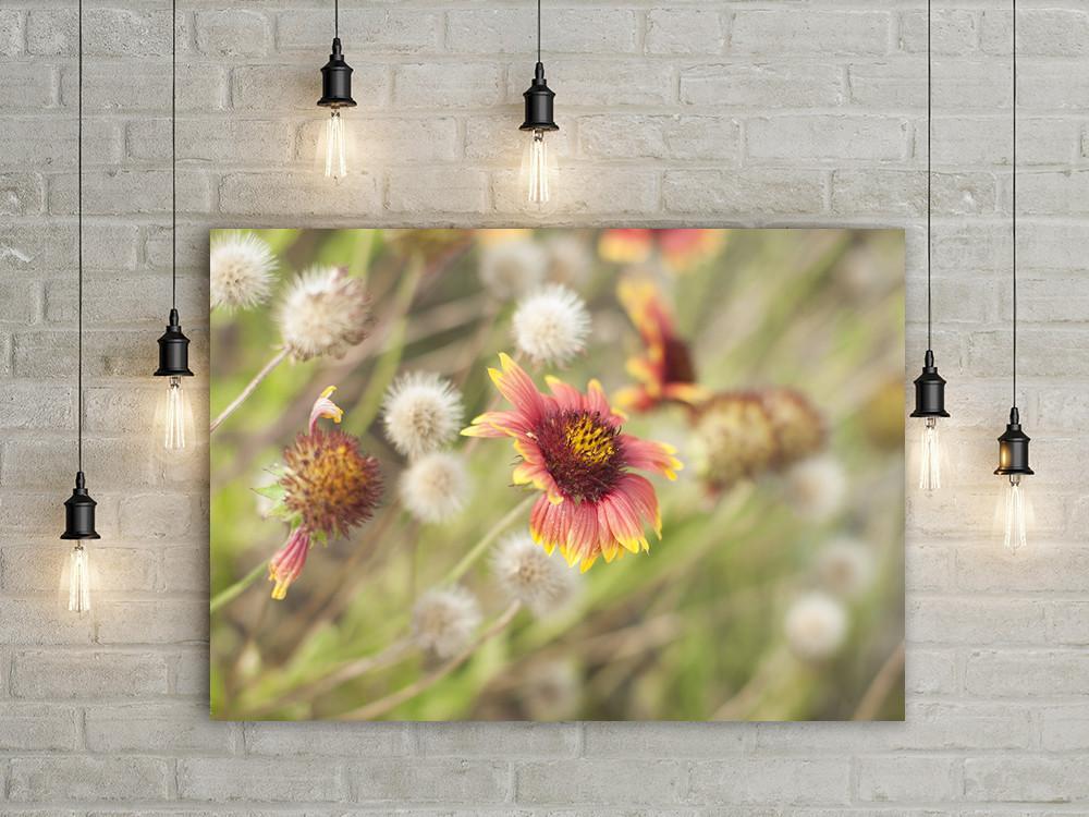 Sunset Wildflower Botanical Nature Photo Print - Photography